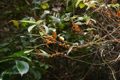 Debregeasia longifolia